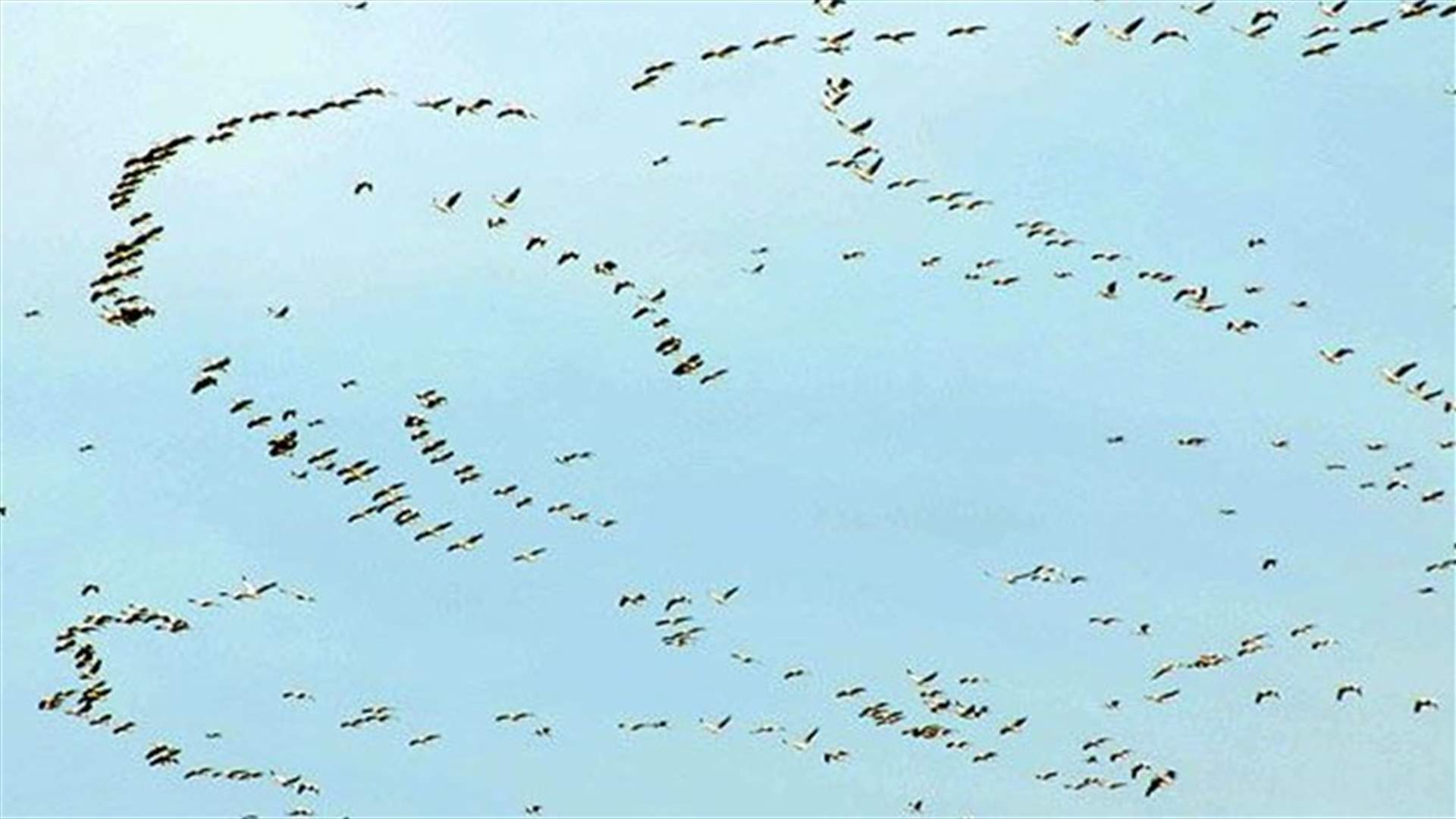 Flock of birds forces Lufthansa plane to return to Beirut International Airport