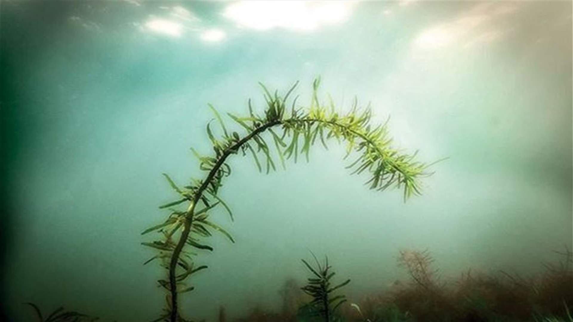 [PHOTOS] Here Are The World's Hidden Sea Gardens!