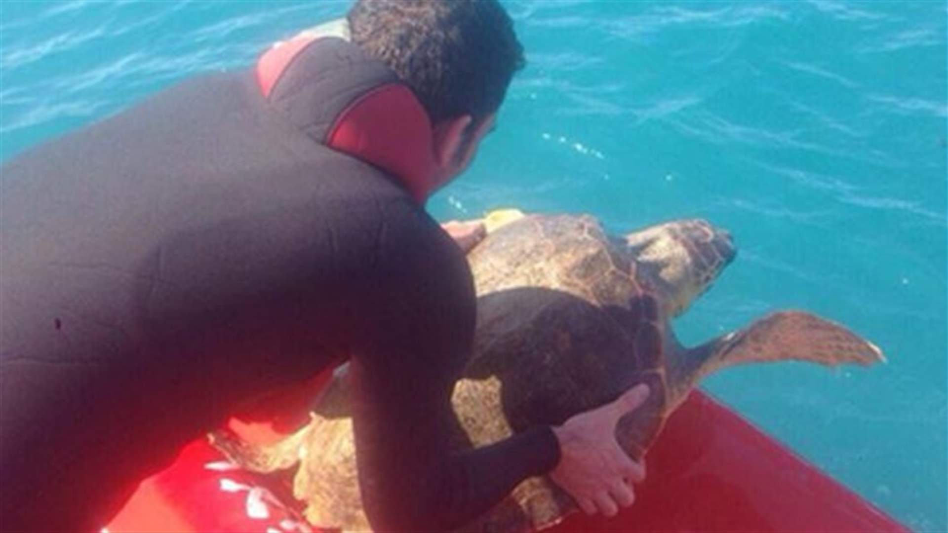 إنقاذ سلحفاة كبيرة من شباك أحد الصيادين مقابل شواطئ الجية