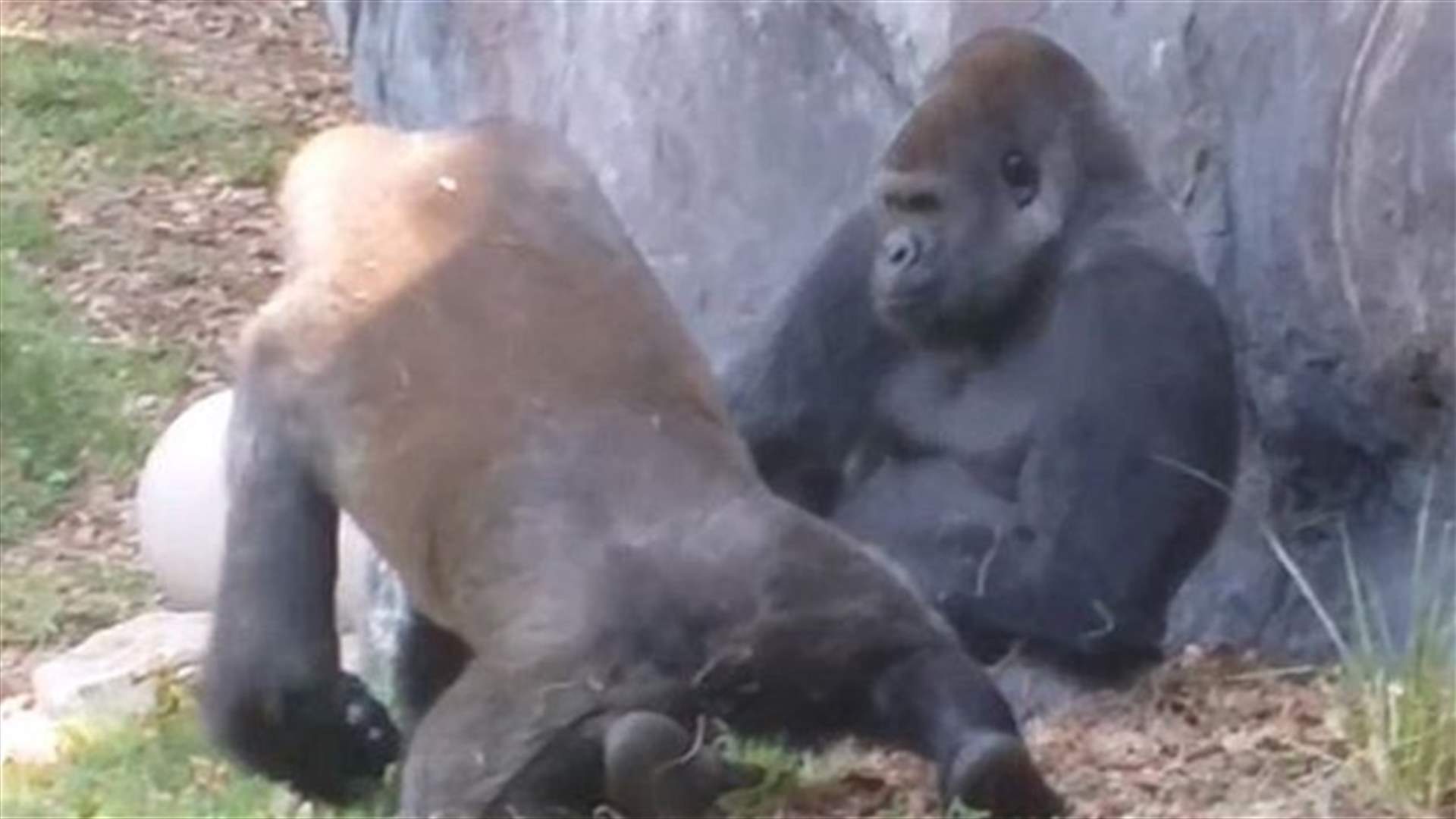 [VIDEO] Silverback Gorilla Gives Older Blackback Middle Finger!