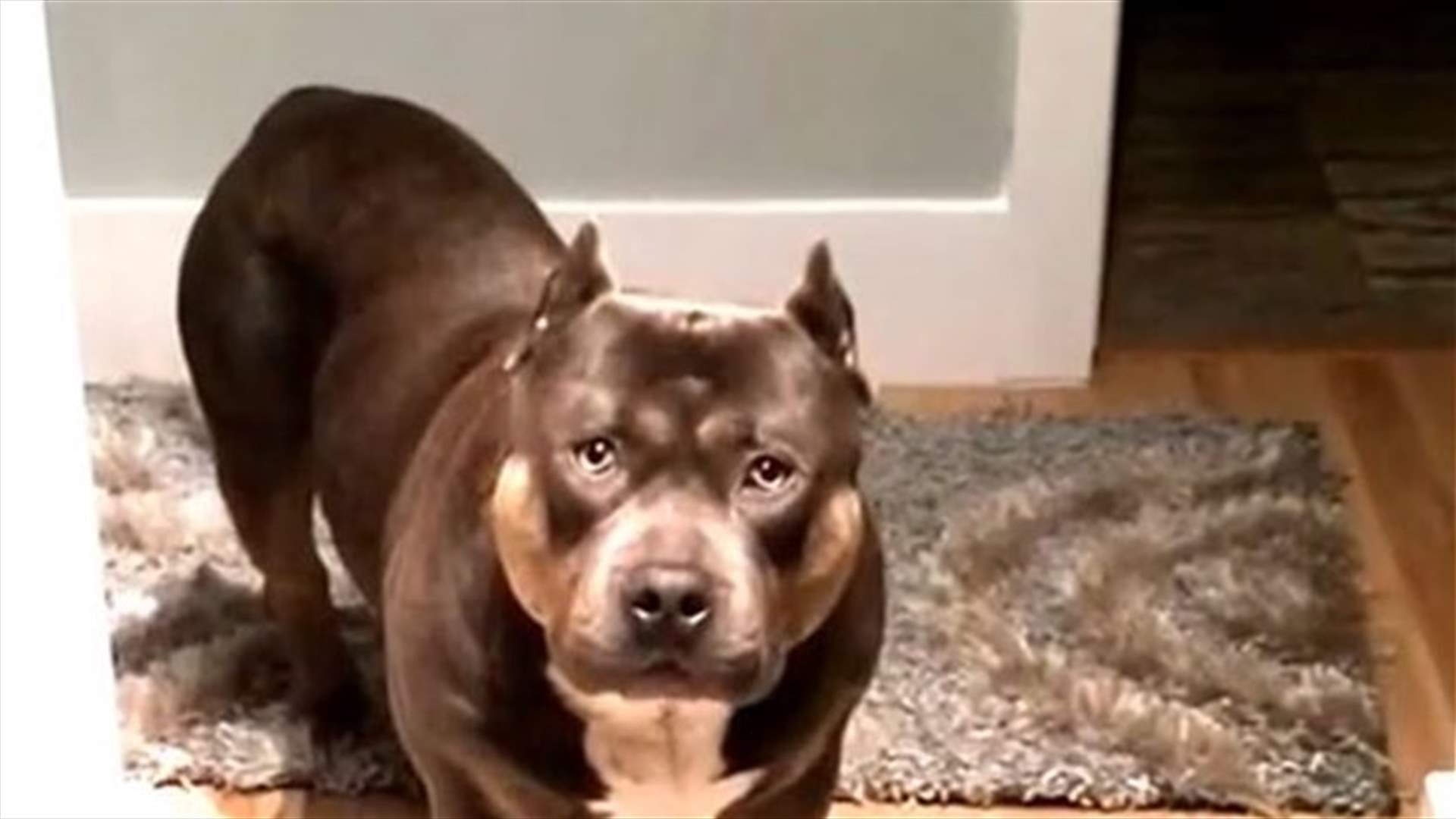 [VIDEO] American Pit Bull Answers Owners Questions With Yes Or No