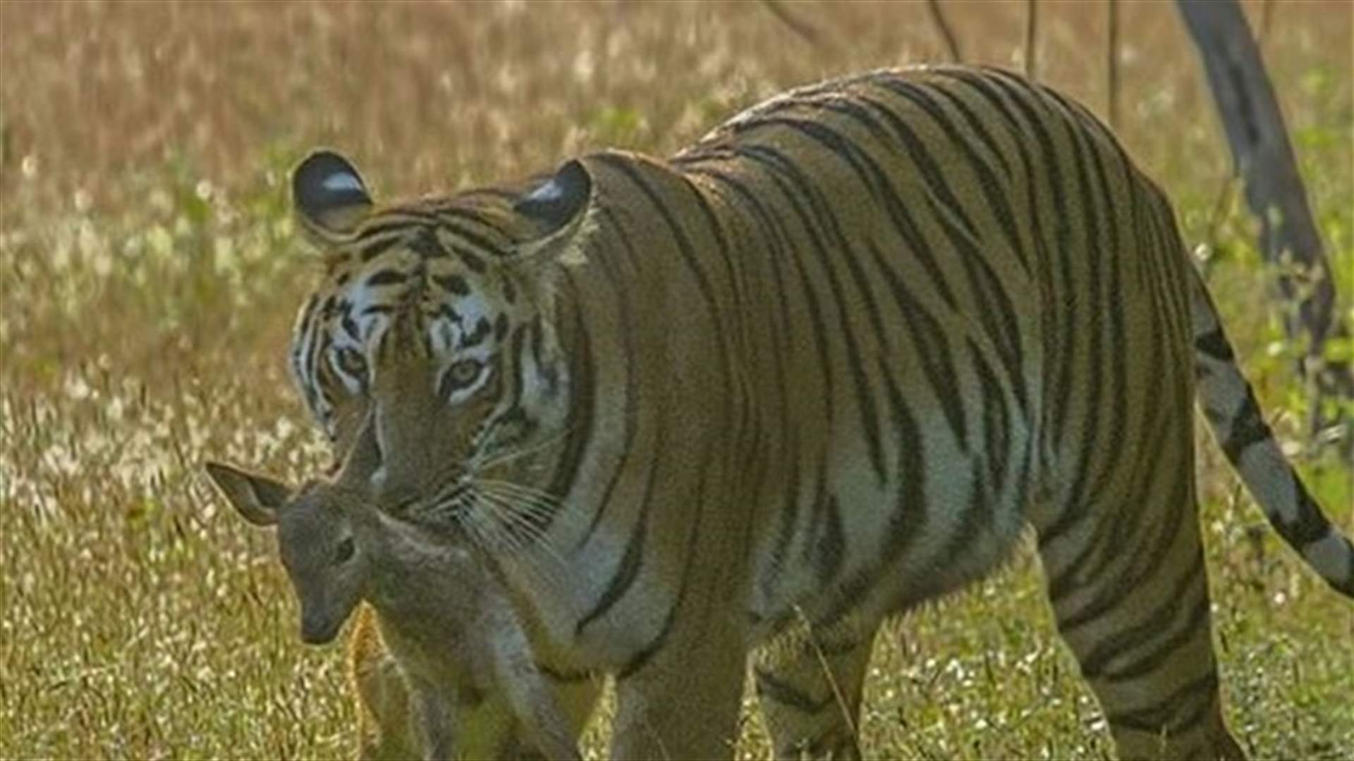 [PHOTOS] Amazing Moment A Tigress Protects Life Of Baby Deer