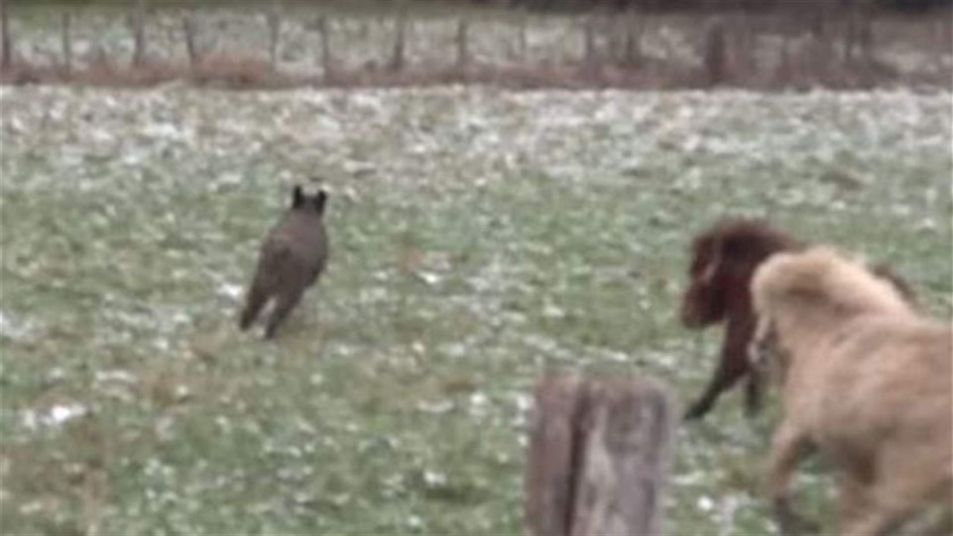 [VIDEO] Two Ponies Save Couple From Raging Wild Boar
