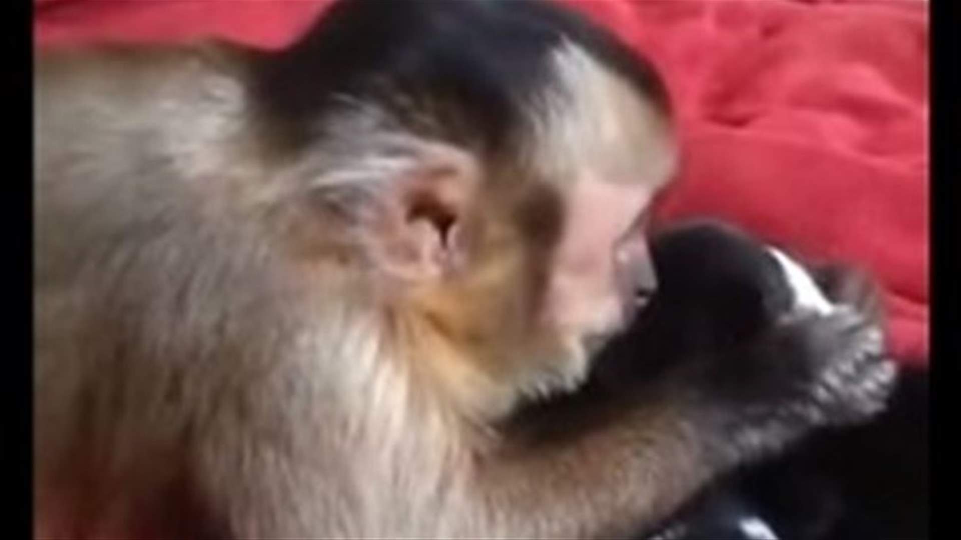 [VIDEO] Heartwarming! Little Monkey Pets Newborn Pups
