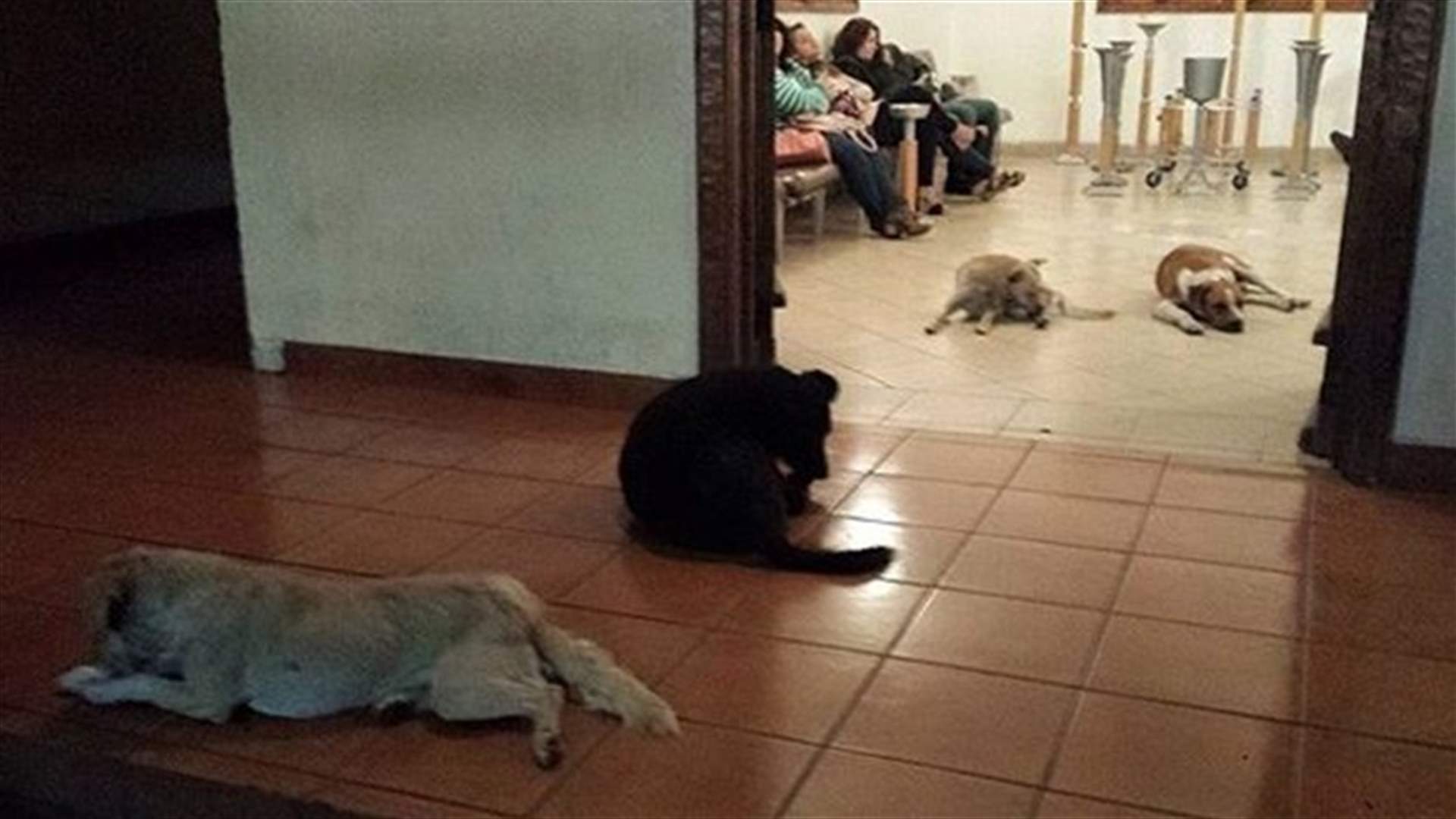 [PHOTOS] Stunning Moment When Stray Dogs Attend Funeral Of Woman Who Used To Feed Them