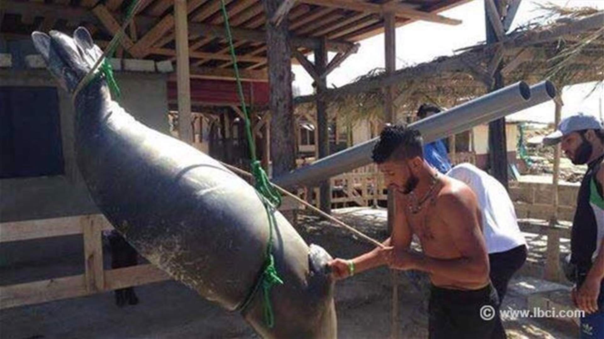 [PHOTOS] Extremely Rare, Pregnant Mediterranean Monk Seal Dies On Lebanon’s Shore
