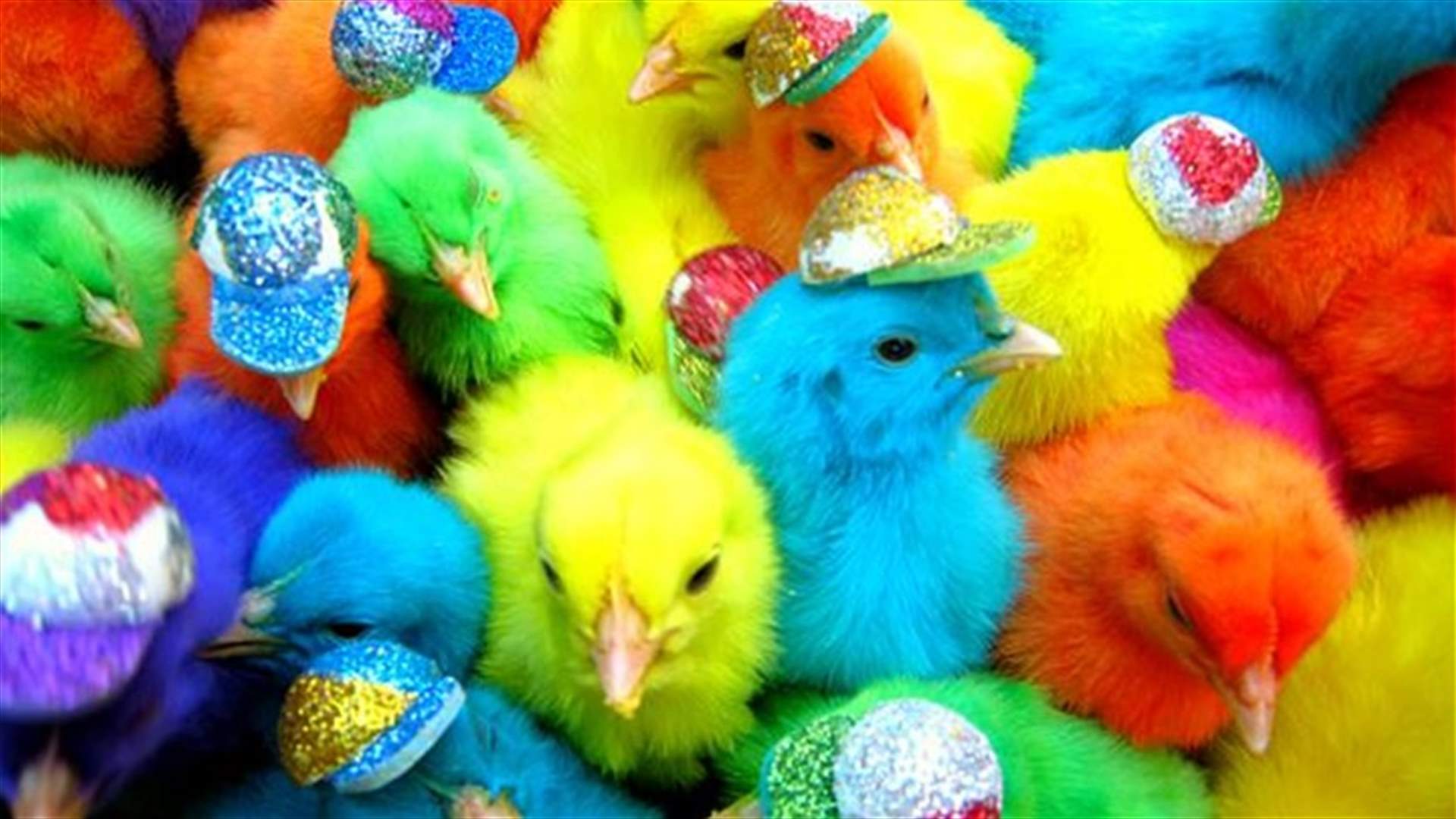 [VIDEO] Governor of Beirut Bans Selling Of Colored Easter Chicks