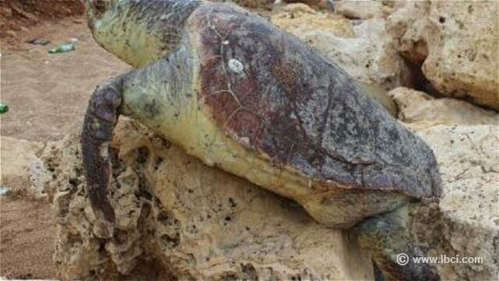 سلحفاة بحرية نافقة على شاطىء الميناء