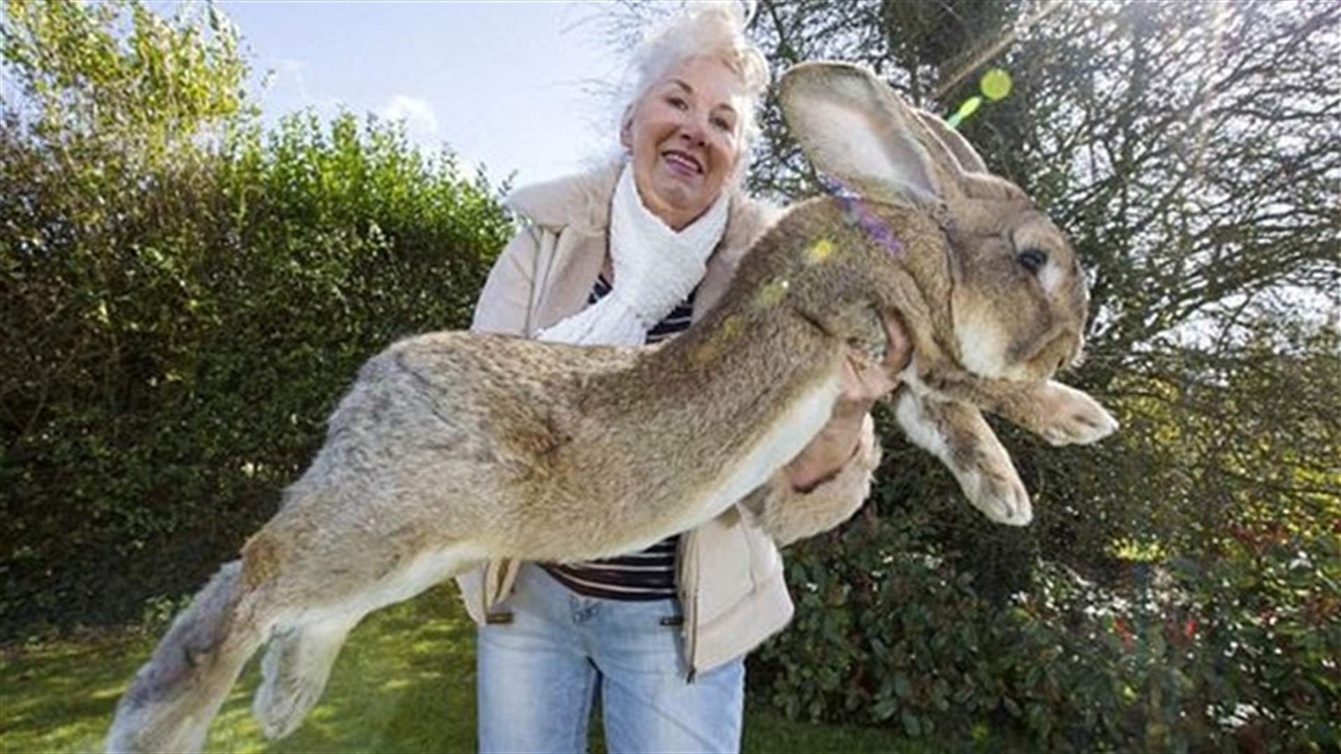 بالصور - من الأب لابنه... لقب أكبر أرنب في العالم