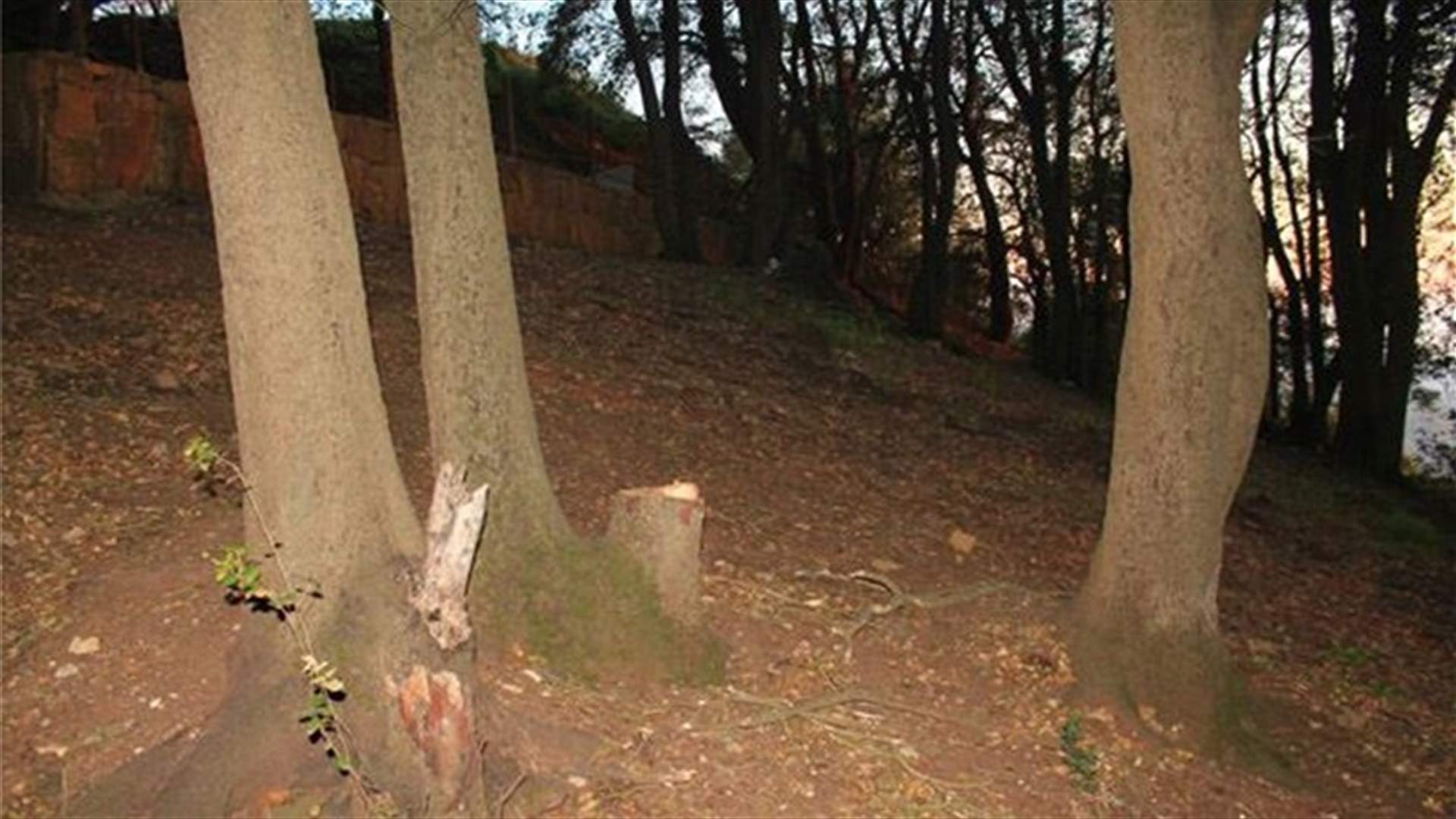 Seven oak trees chopped down in Akkar amid outrage, resentment