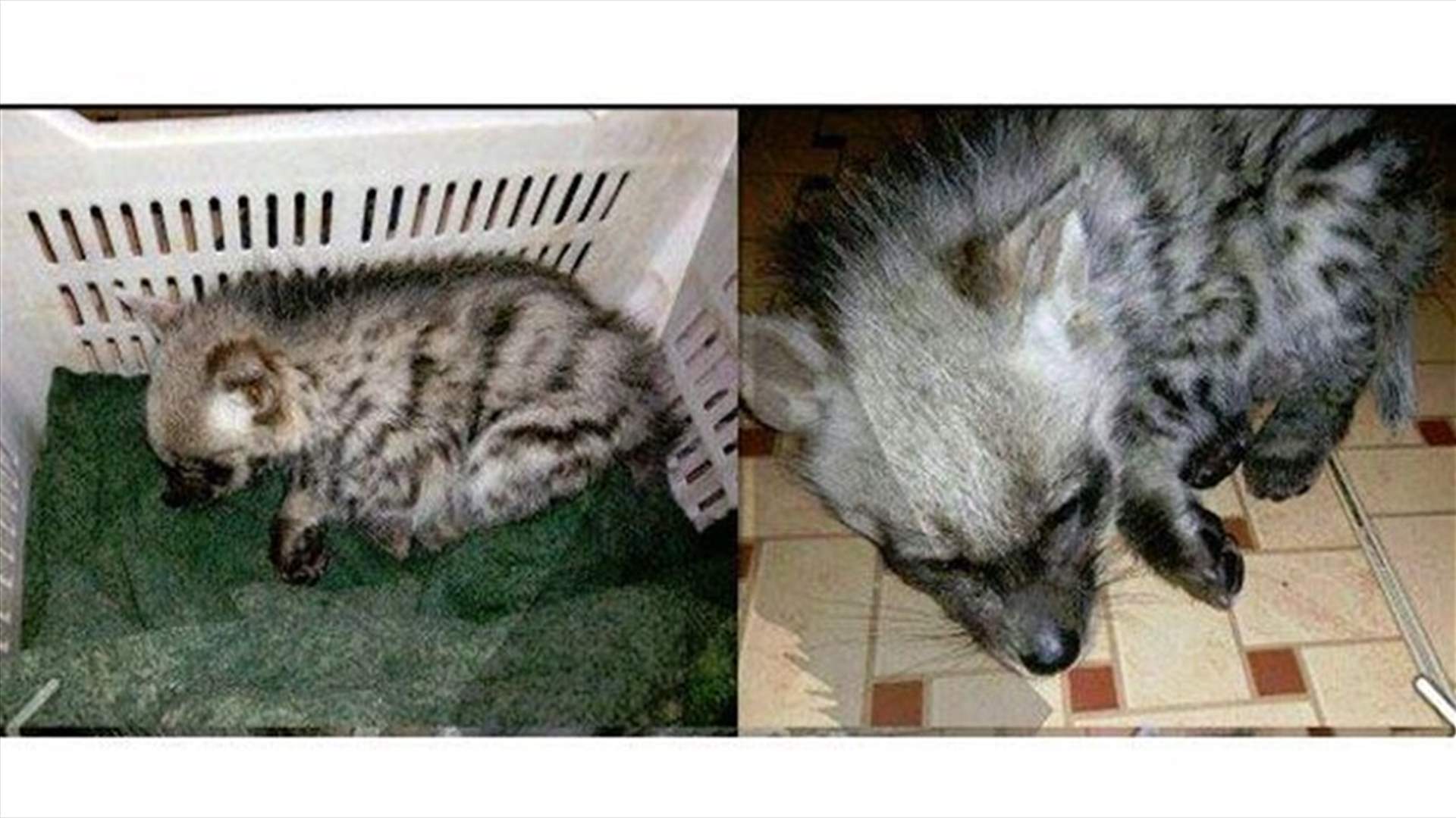 [PHOTOS] Hyena Cub Snatched From Mother, Another Killed In Lebanon’s Akkar 