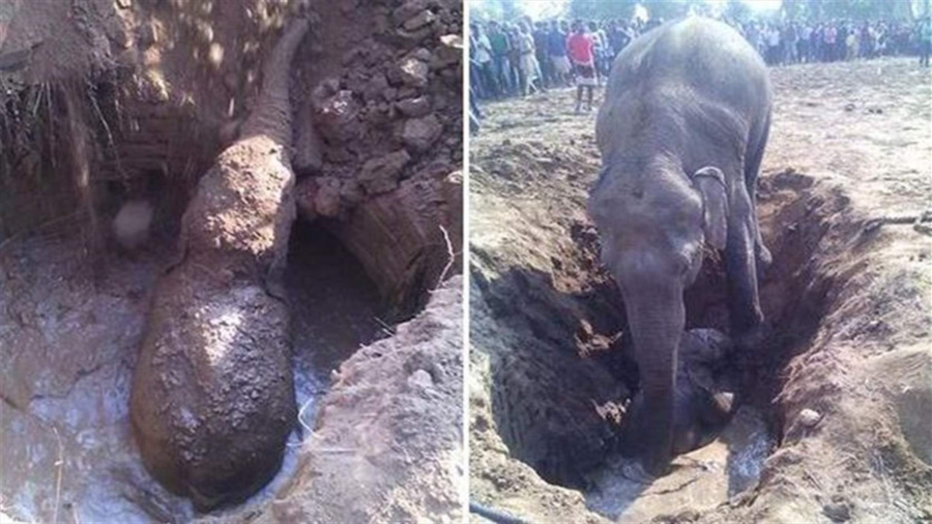 [VIDEO] Mother Elephant Spends 11 Hours Digging Her Baby Out Of A Well