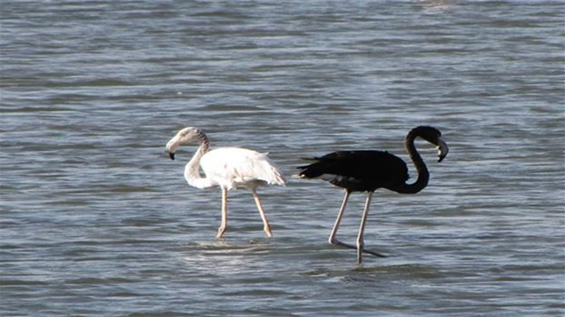 Black Flamingo, Possibly Unique, Spotted In Cyprus