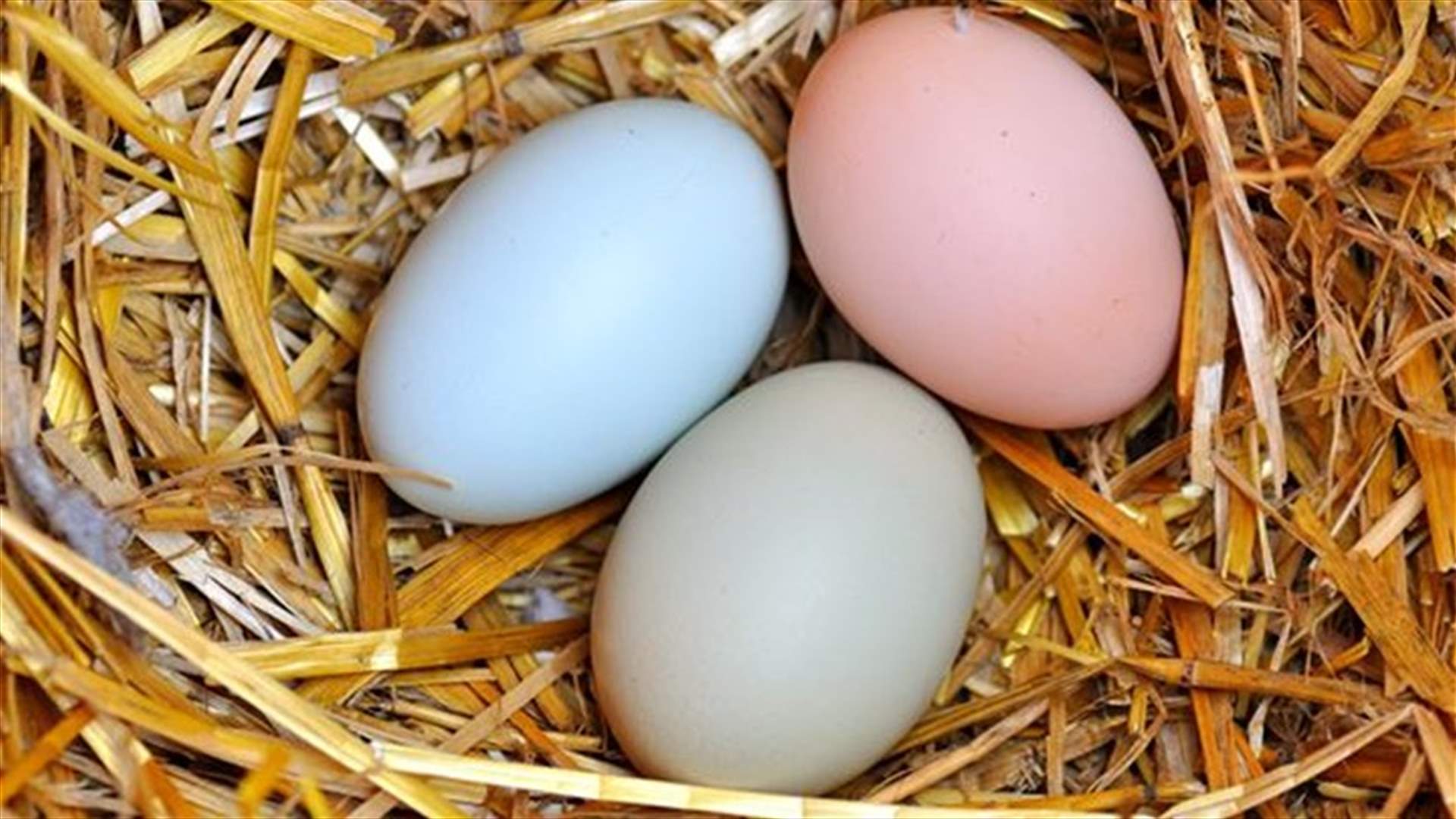 الدجاجات "تفقّس" صيصاناً ملوّنة في كسروان