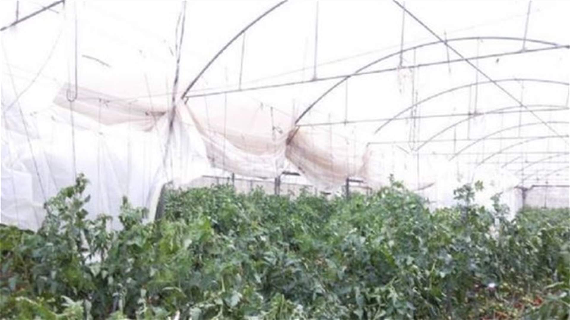 الرياح القوية تلحق الأضرار بالمواسم الزراعية