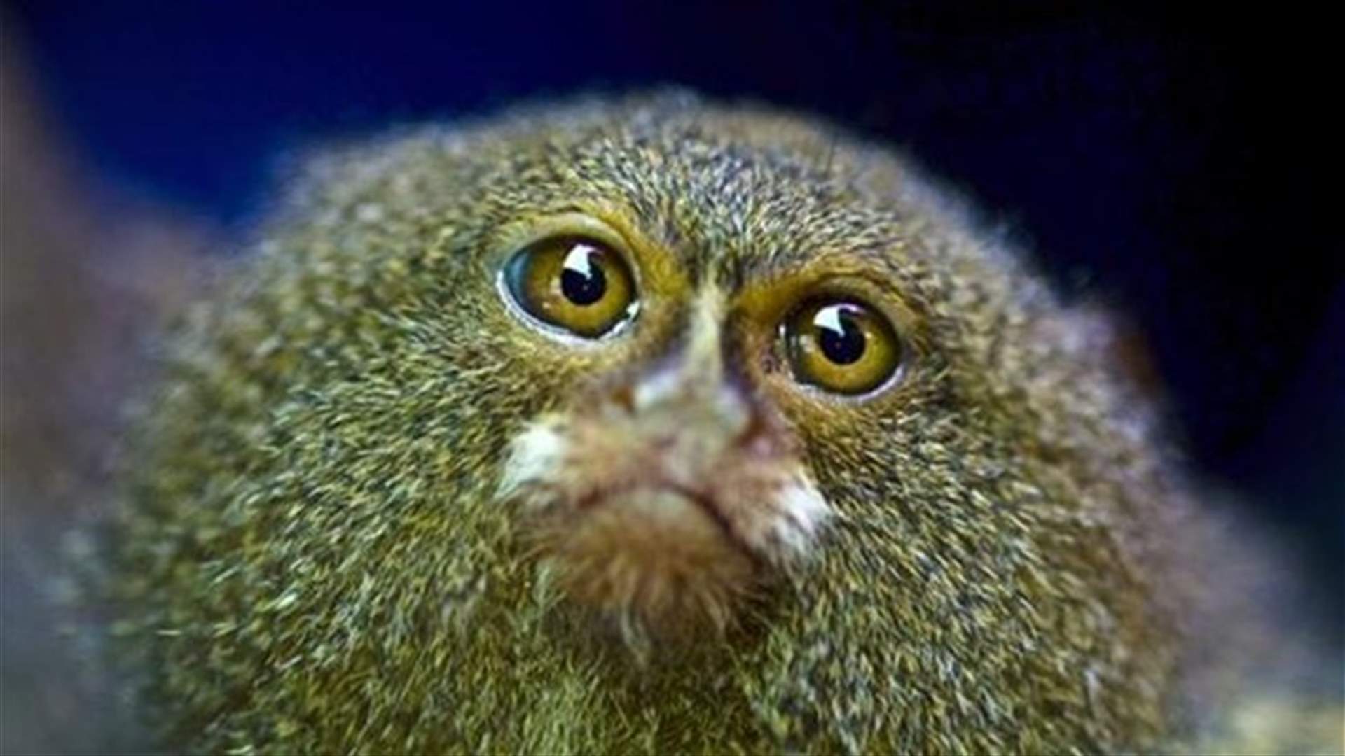 Saudis Says No To Swedish Monkeys After Diplomatic Spat
