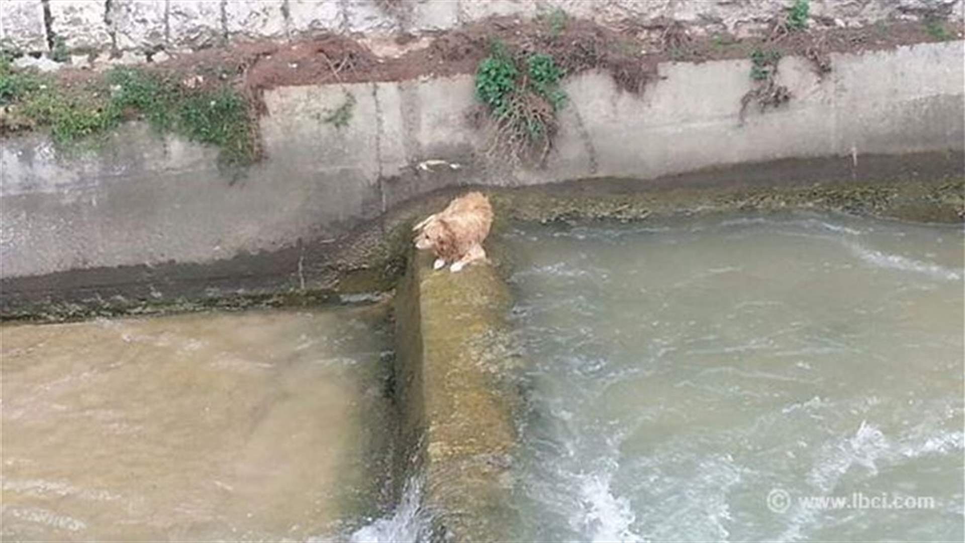بالصور: إنقاذ كلب محاصر في نهر البردوني
