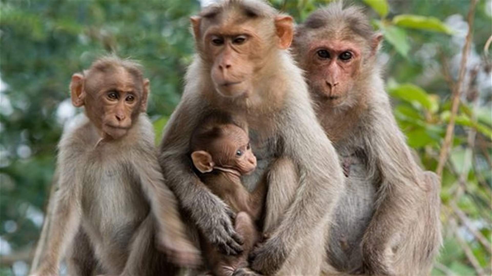 الازمة بين السويد والسعودية تنعكس على ....القرود