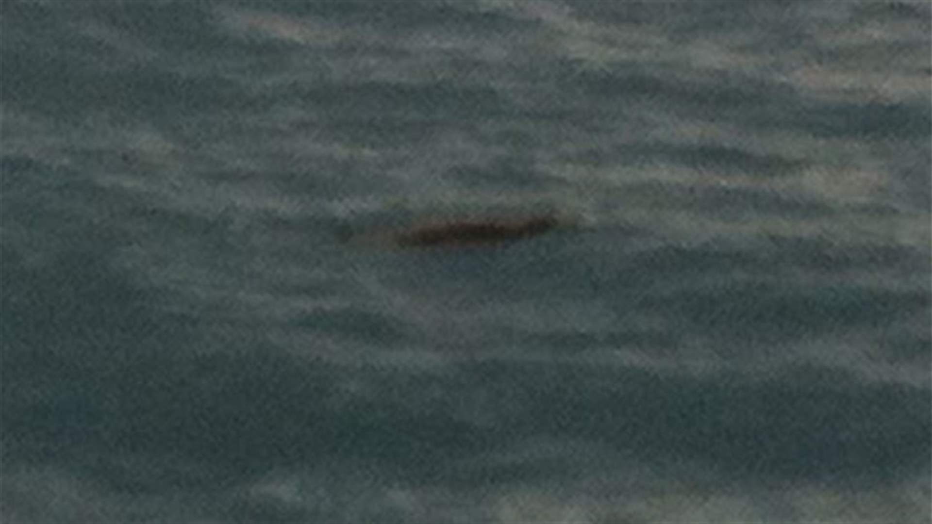 Two-meter long seal spotted in Lebanon&#39;s Anfeh