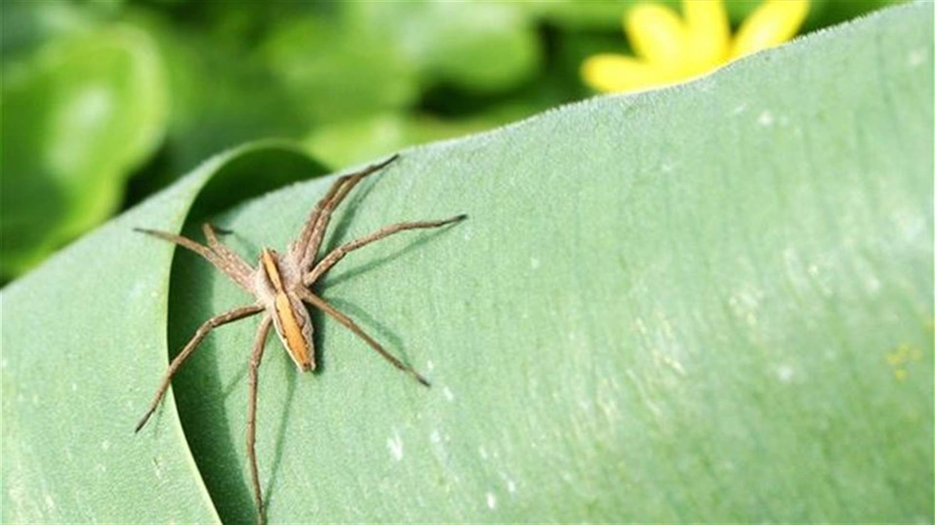 [PHOTOS] Keep Your Home Insect Free Naturally! 
