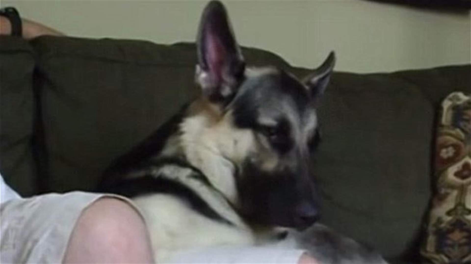 [VIDEO] German Shepherd Struggles To Keep His Eyes Open As He Watches TV