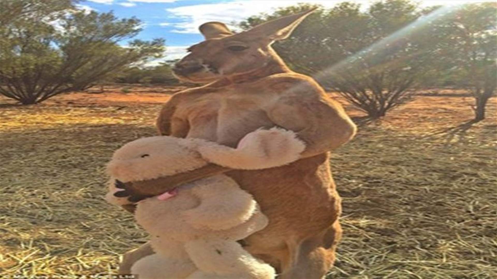 [PHOTOS]  Man-Sized Kangaroo Gives Stuffed Bunny Toy A Bear Hug