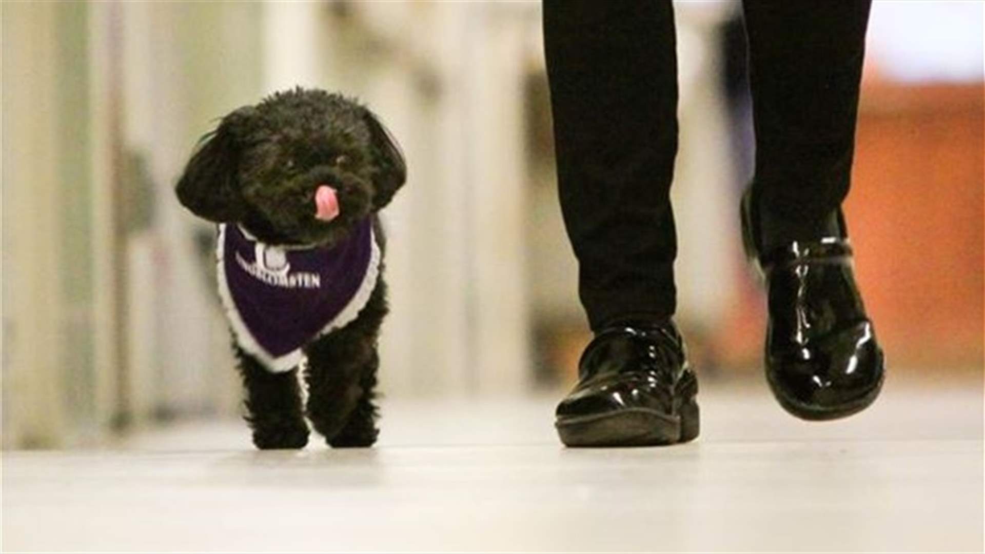 Nala, The Nursing Dog Who Remains By The Side Of Dying Elderly