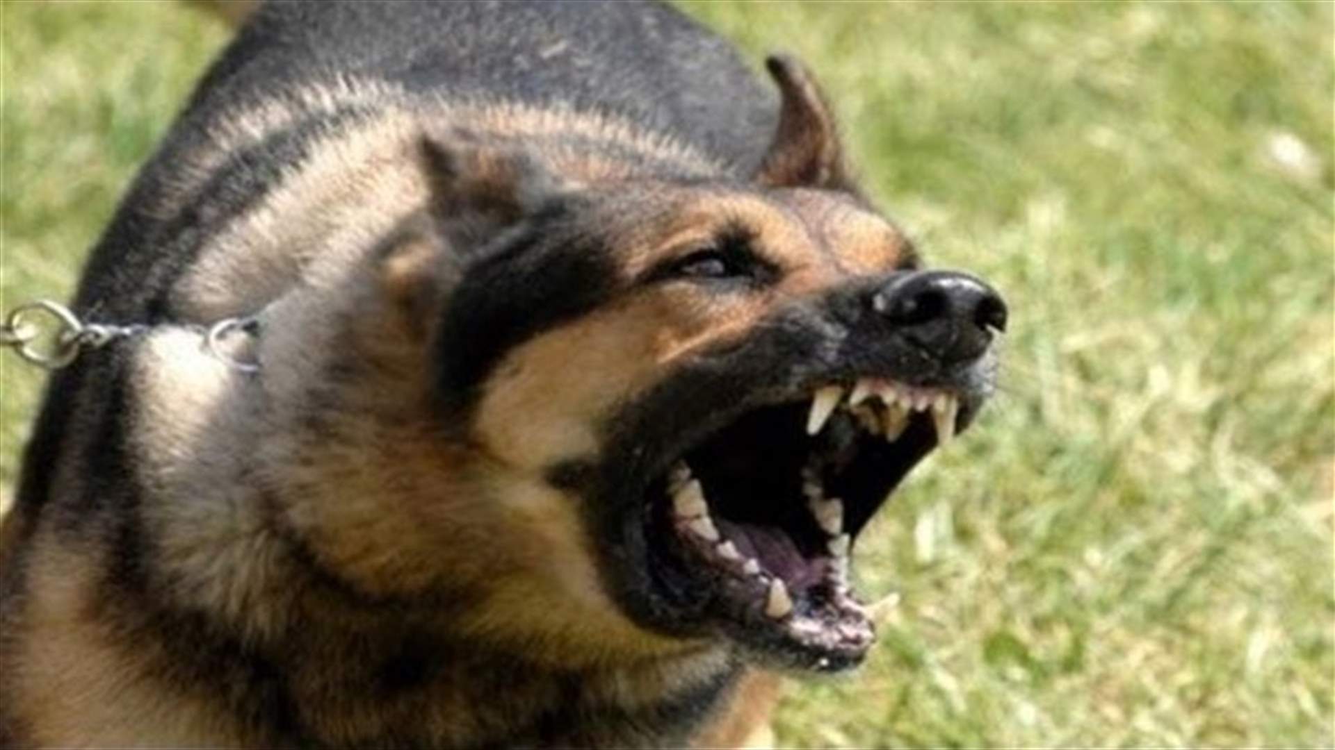 كلب ينقذ صاحبه من كمين اسرائيلي