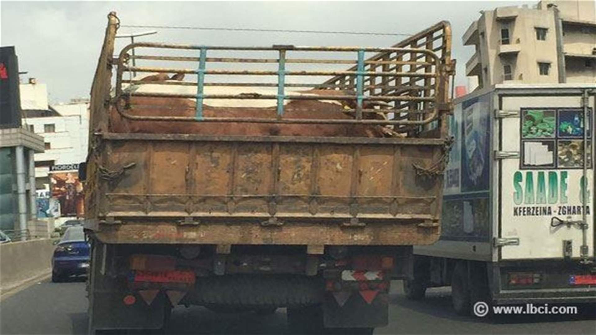 حتى لو كانوا حيوانات!