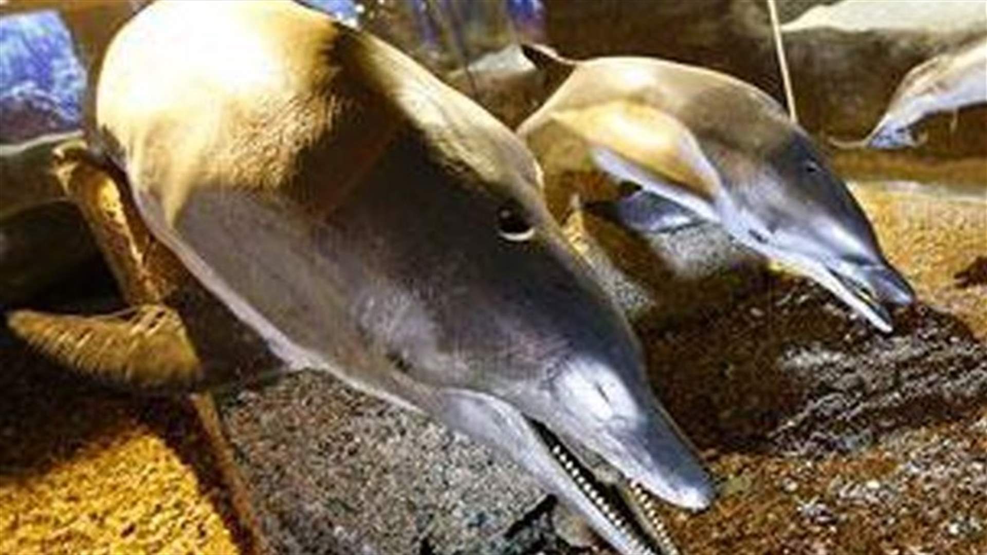 افتتاح أكبر متحف للحيوانات البرية والبحرية المحنطة في جعيتا