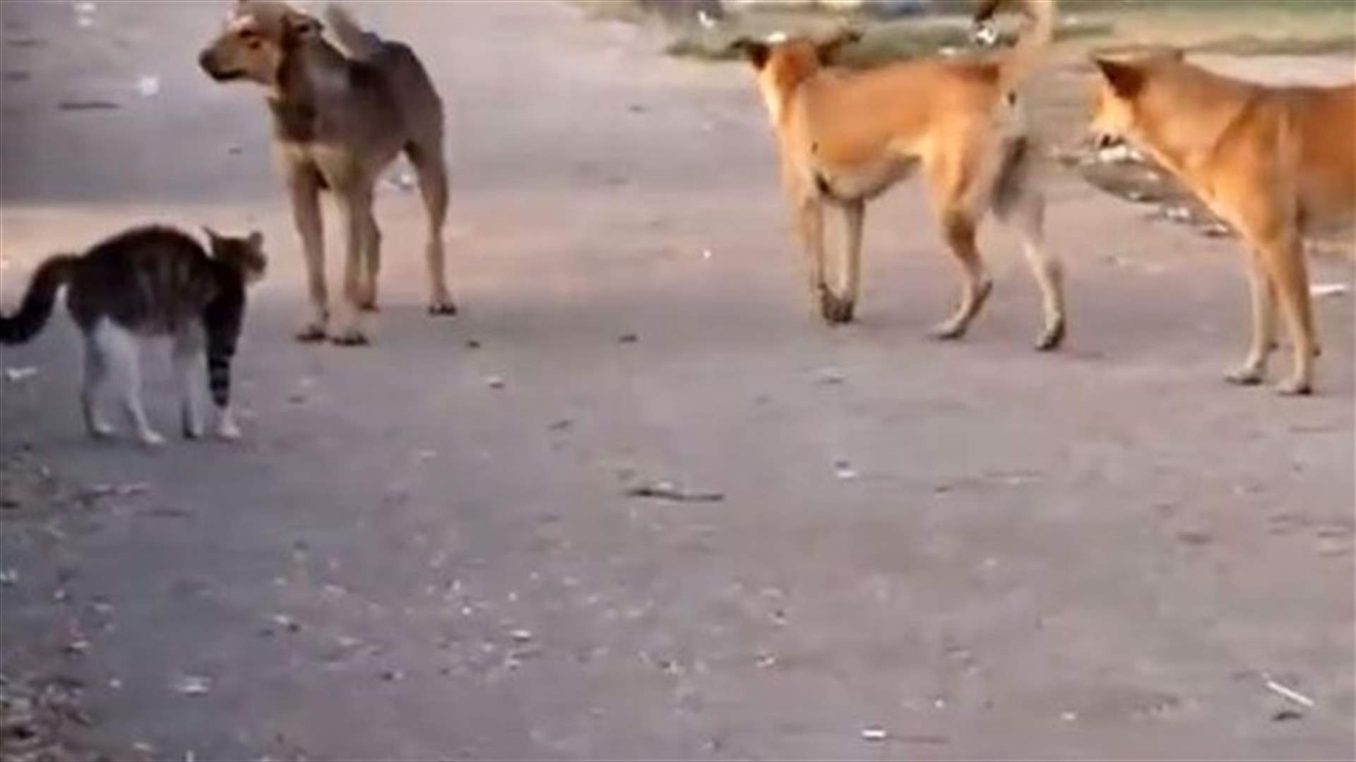  قطة بسبعة كلاب! 