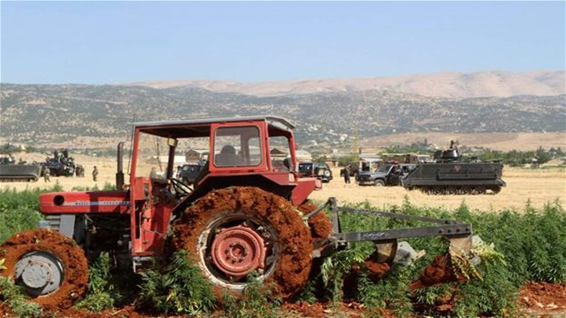 The Islamic State Is Getting High On Lebanon's Weed 