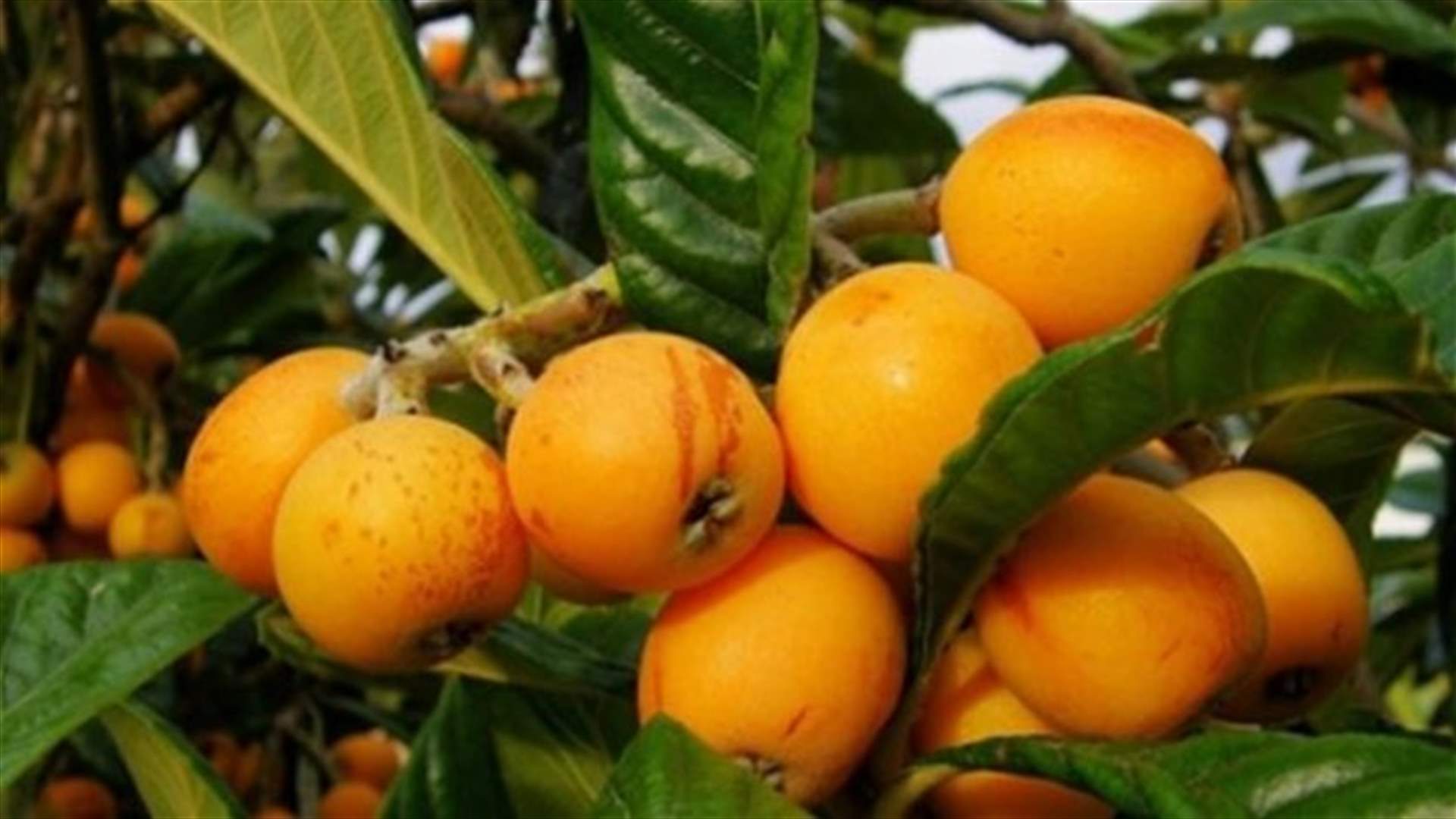 ما لا تعرفه عن فوائد فاكهة الأكدنيا