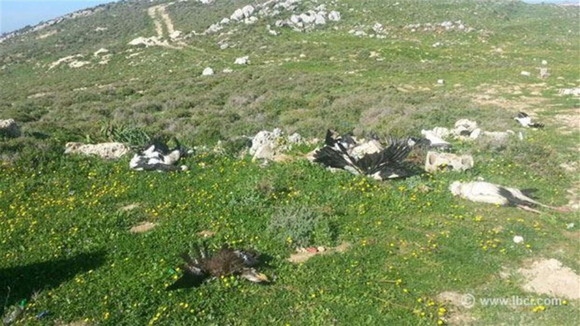 بالصور - مجزرة بيئية في حيلان وكفرحبو وعزقي