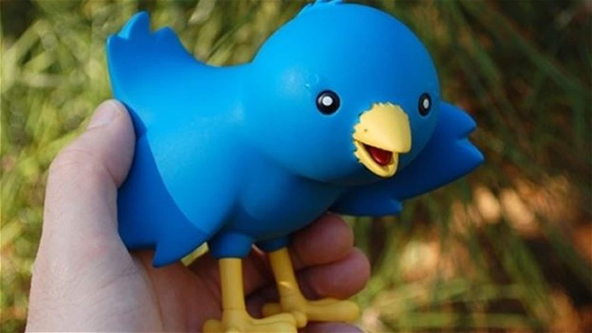 بالصورة: هذا هو طائر تويتر الحقيقي