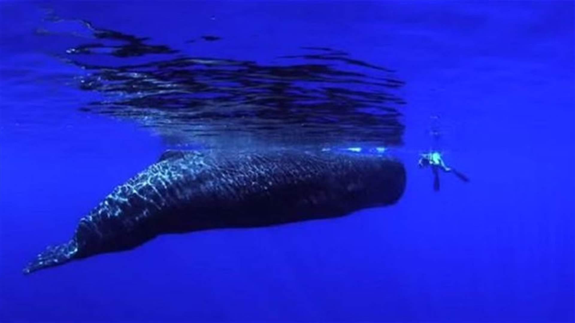 [VIDEO] The Rare Moment A Sperm Whale Is Caught "Dancing" With A Diver