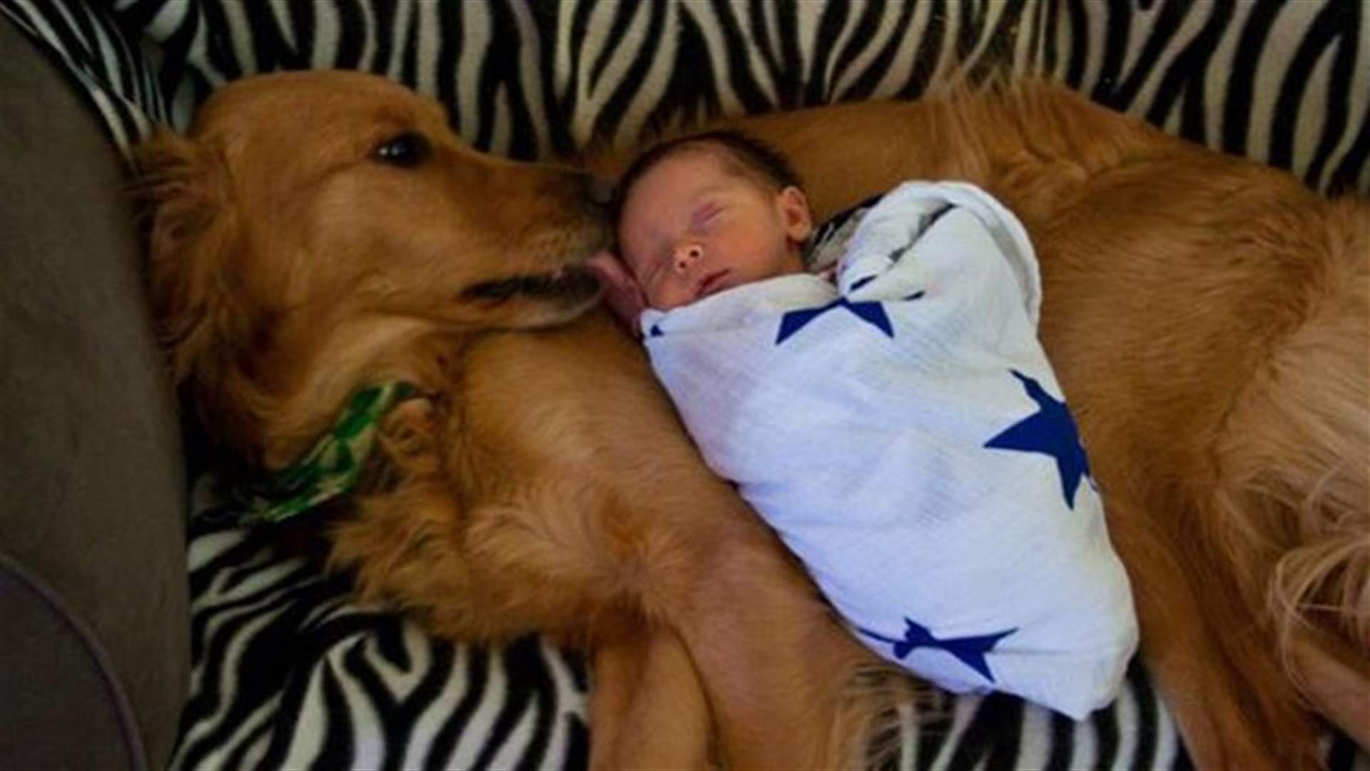 [VIDEO] Dog Rescues Abandoned Baby From Certain Death 