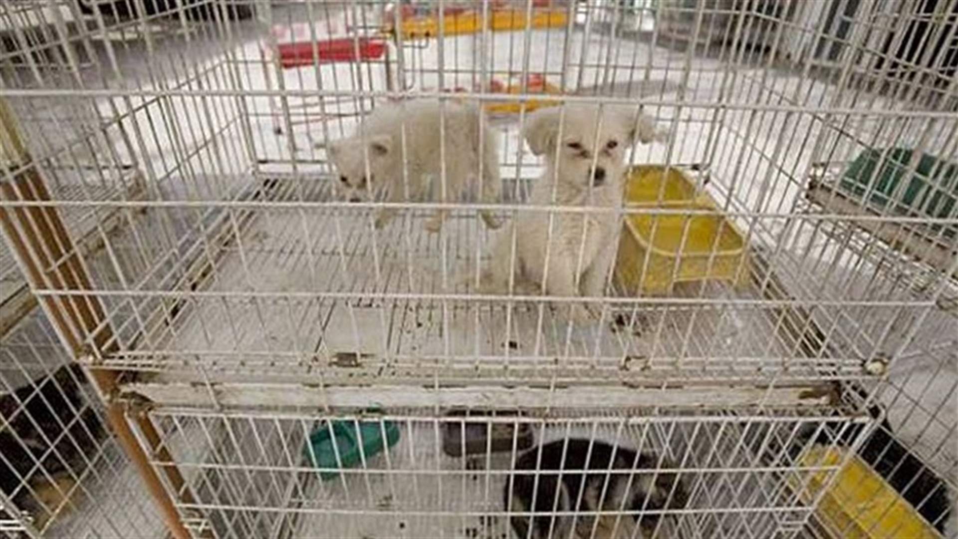 إقفال محلٍّ لبيع الحيوانات في أنطلياس