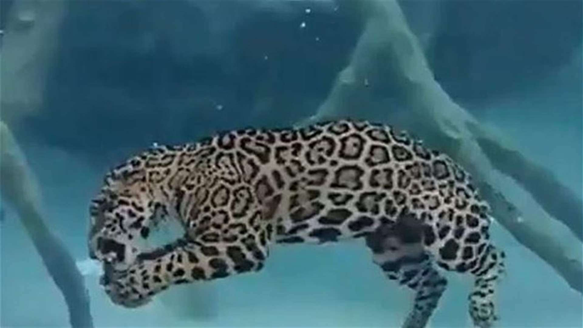 [VIDEO] Jaguar Swimming Underwater Becomes Internet Sensation!