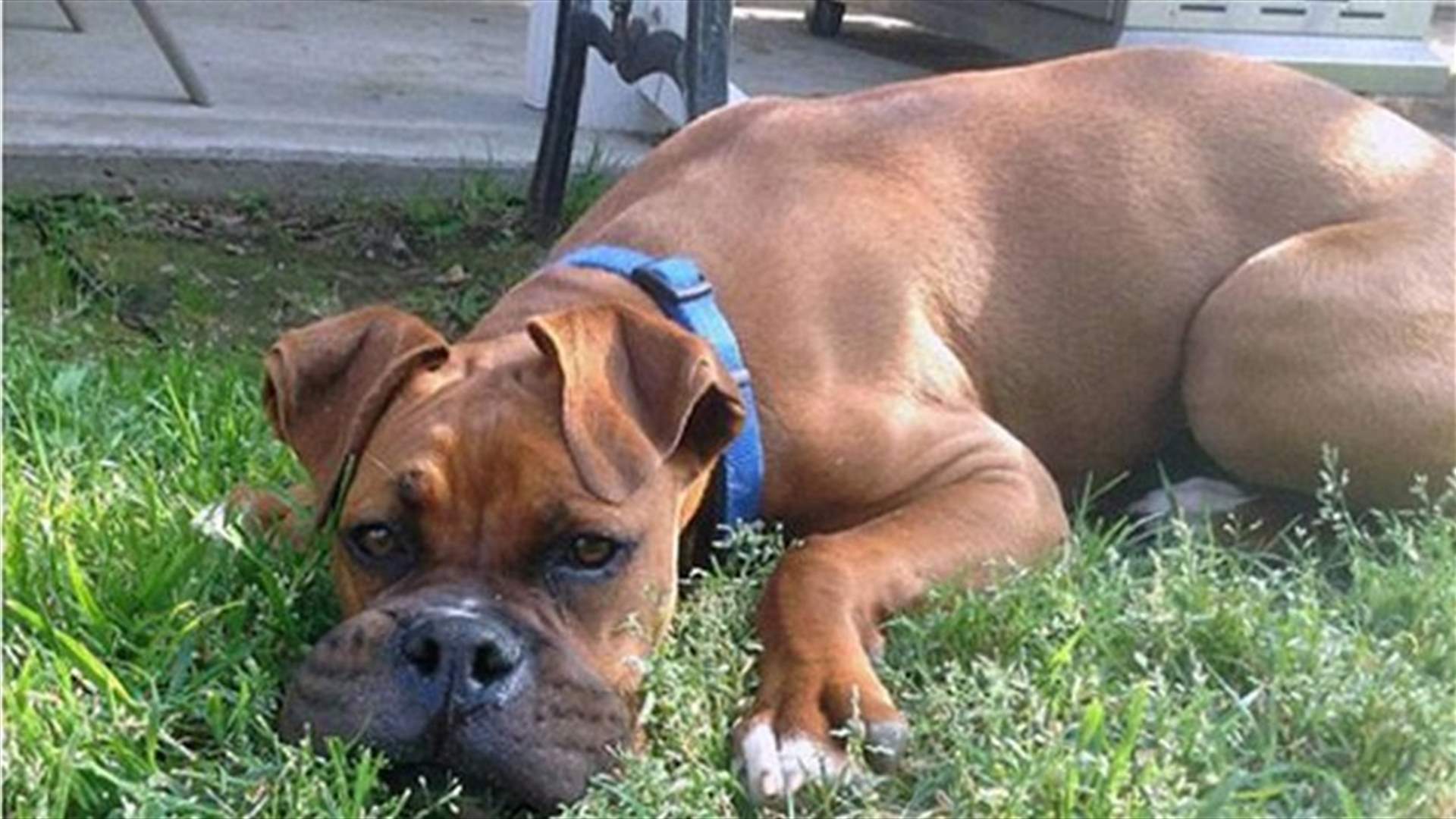 [VIDEO] Hilarious! Dogs Pose With Swollen Faces After Eating Bees