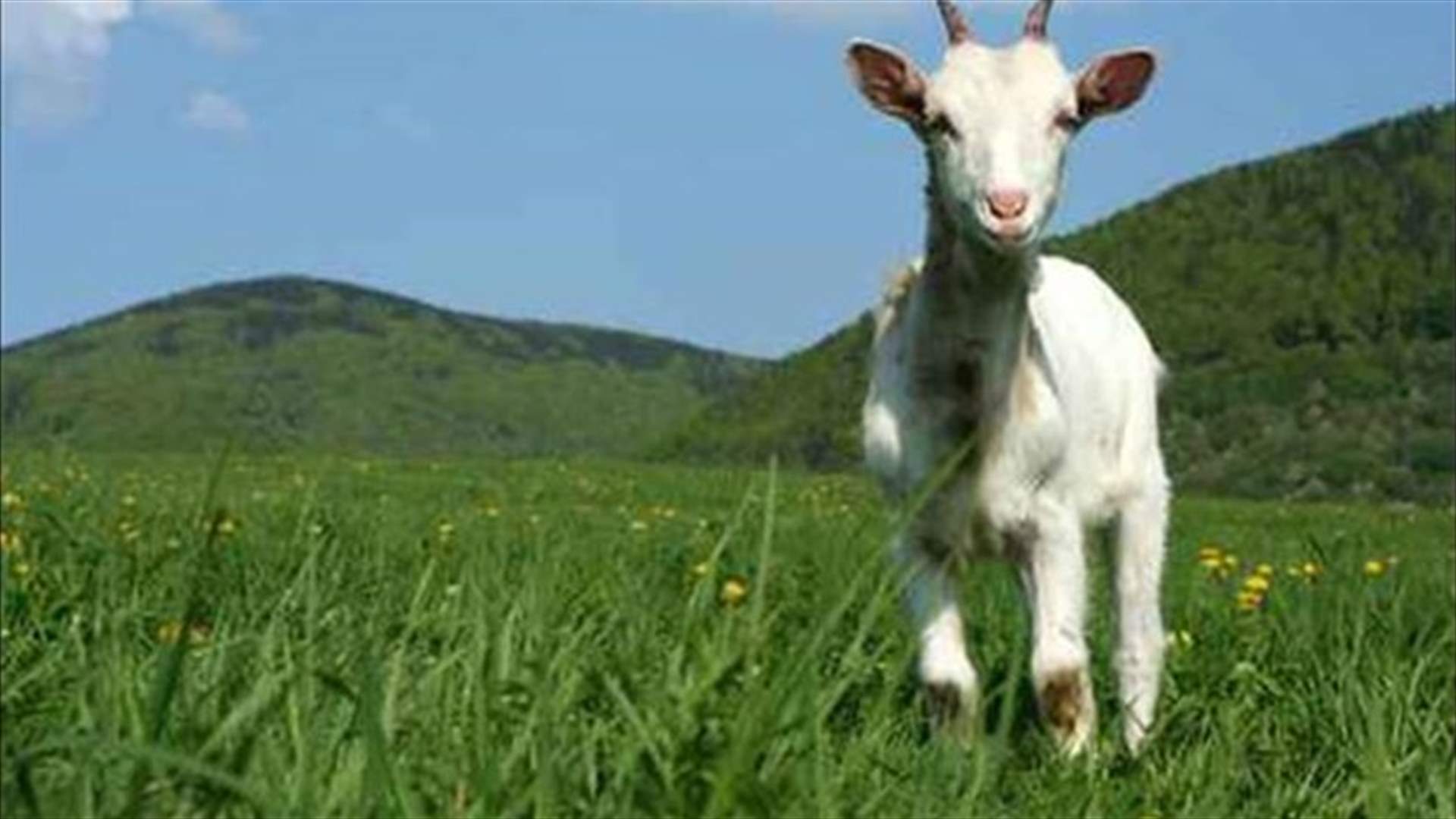 بالصورة: عنزة...ولو طارت