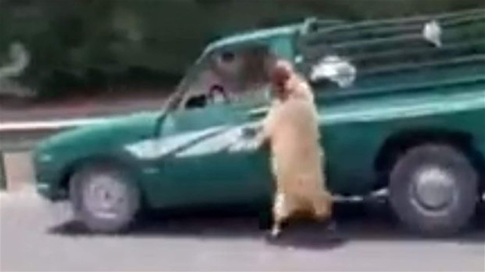 بالفيديو - خروف يهرب من بيك آب على الأوتوستراد والنتيجة ...
