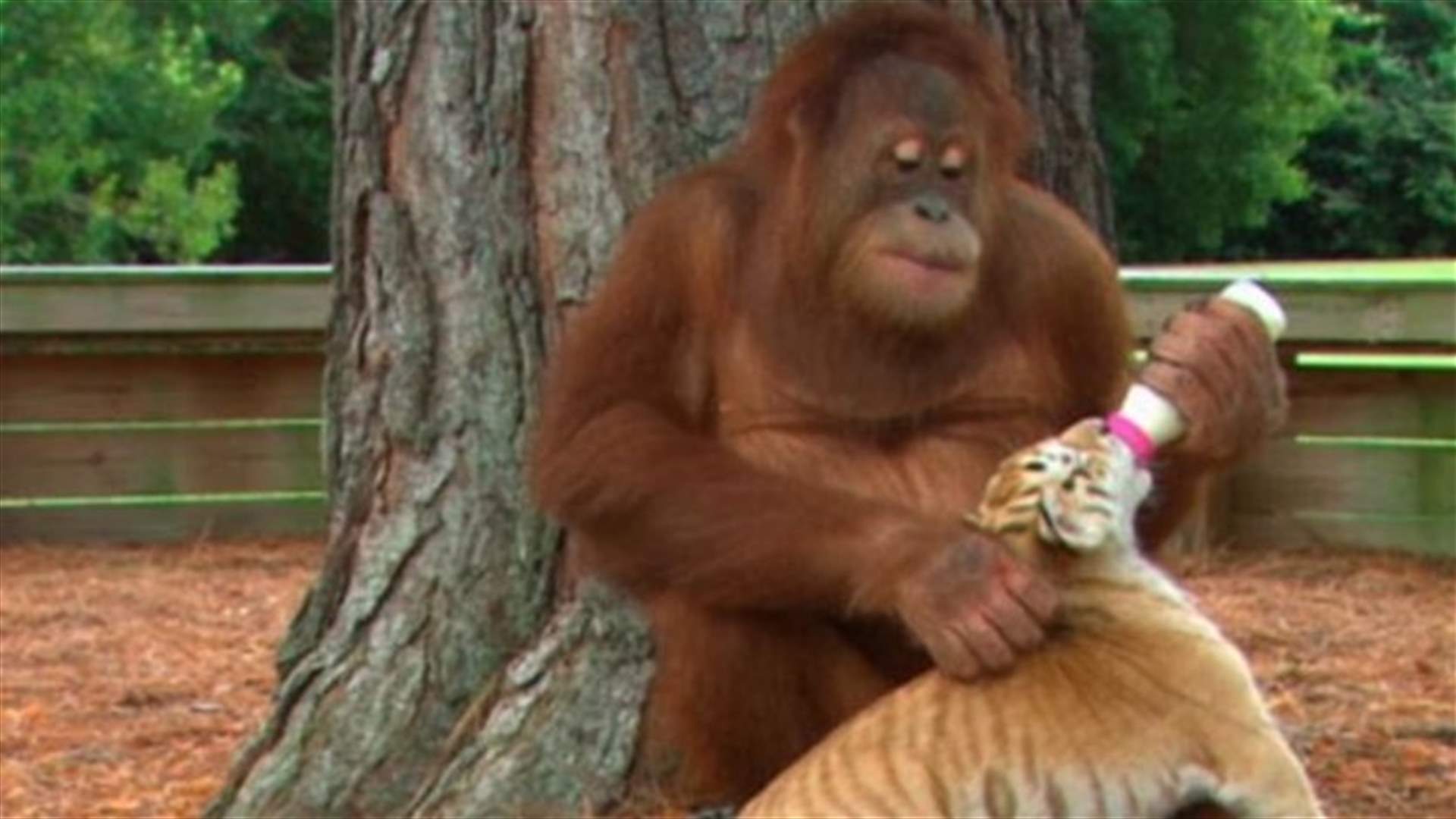 [VIDEO] Male Orangutan Nurses Three Baby Tigers