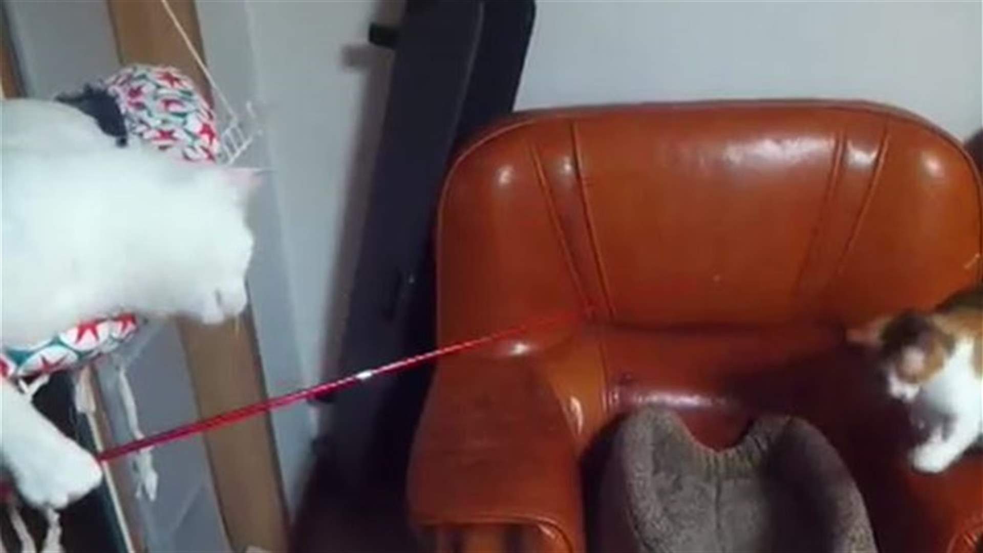 [VIDEO] Hilarious! Cat Teases Other Cat With Fishing Rod