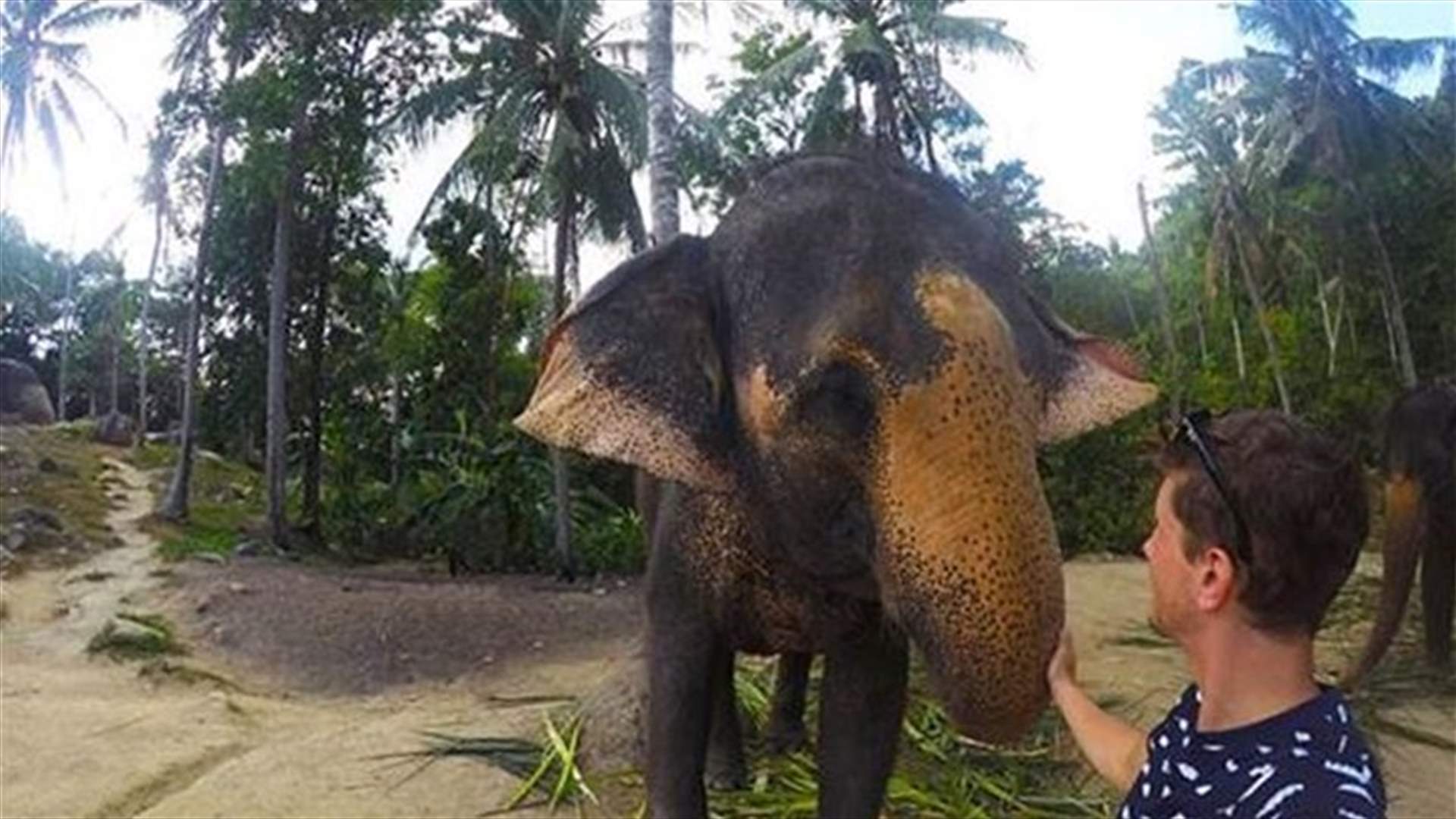 فيل يلتقط selfie!