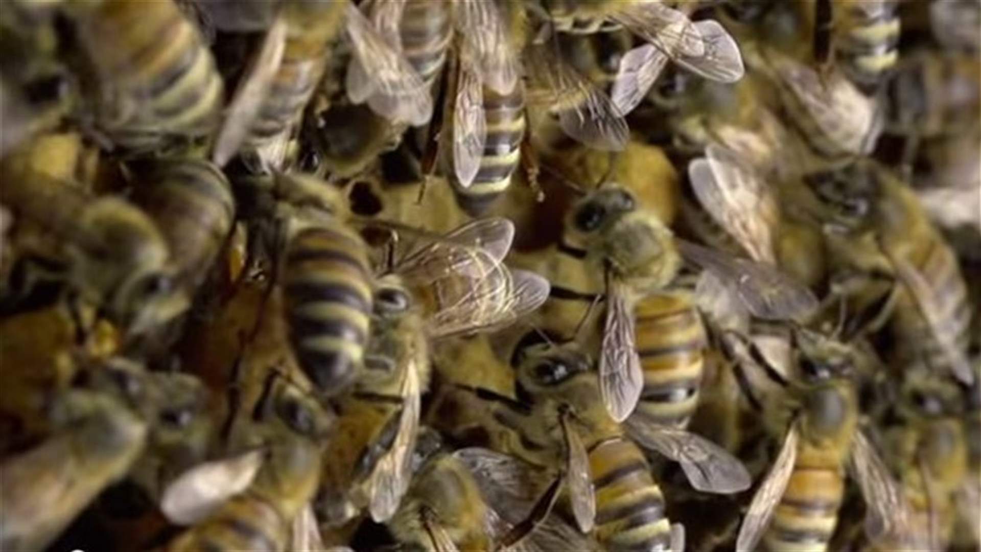 [VIDEO] 60 Second Timelapse Reveals First Days Of Bee’s Life 