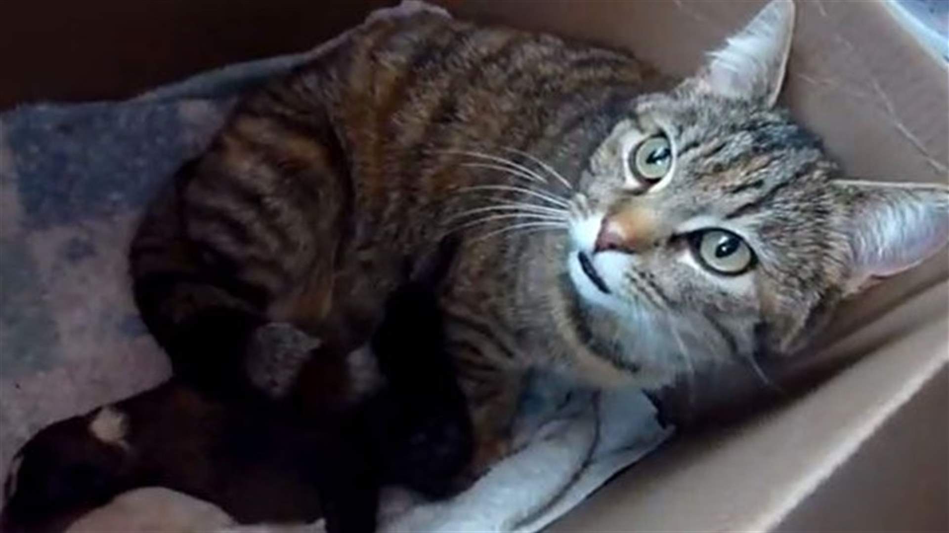 [VIDEO] Maternal Instincts Win! Mother Cat Adopts Newborn Puppy