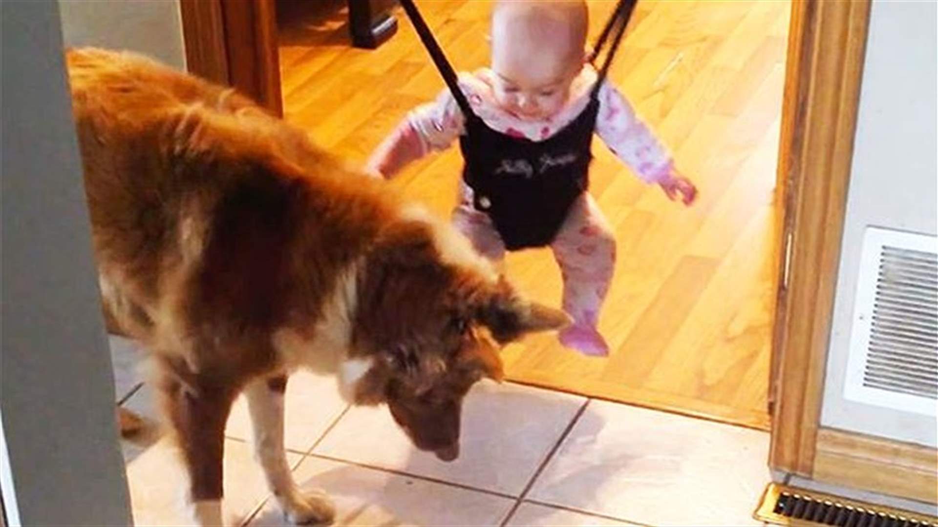 بالفيديو: كلب يعلّم القفز لطفلٍ رضيع!