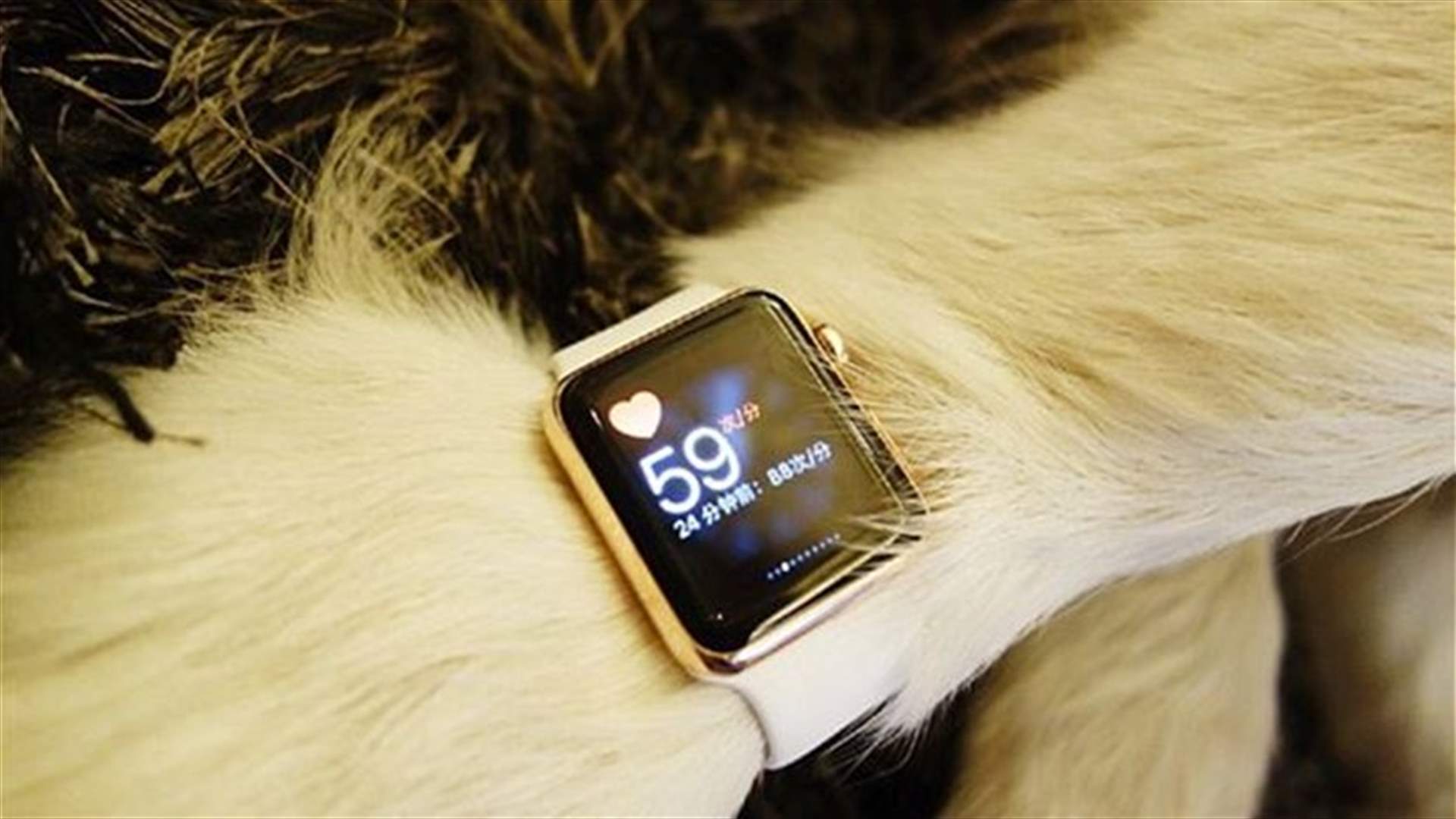 كلبة هسكي تتباهى بساعتيّ Apple Watch!