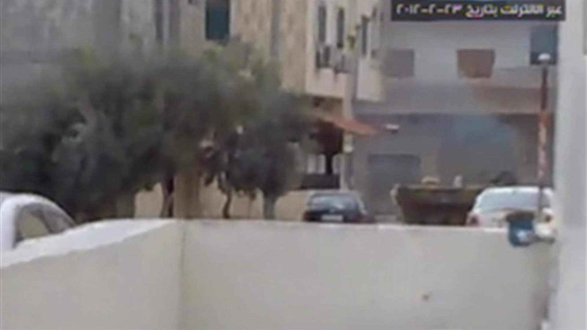 Syrian forces kill 13 in calculated arrest
